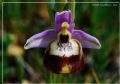 Ophrys calliantha